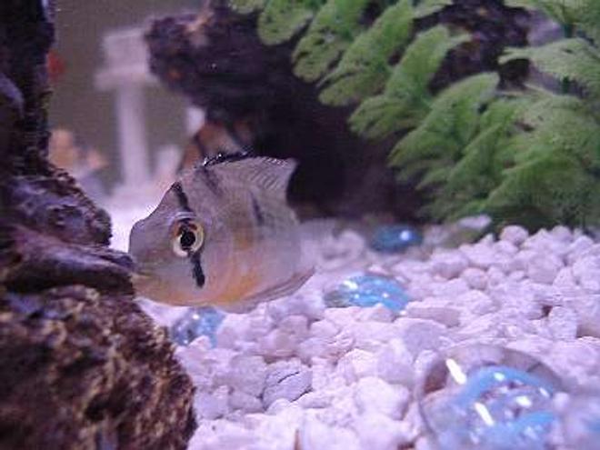 freshwater fish - cleithracara maronii - keyhole cichlid stocking in 30 gallons tank - Does anyone what type of fish this is?