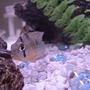 freshwater fish - cleithracara maronii - keyhole cichlid stocking in 30 gallons tank - Does anyone what type of fish this is?