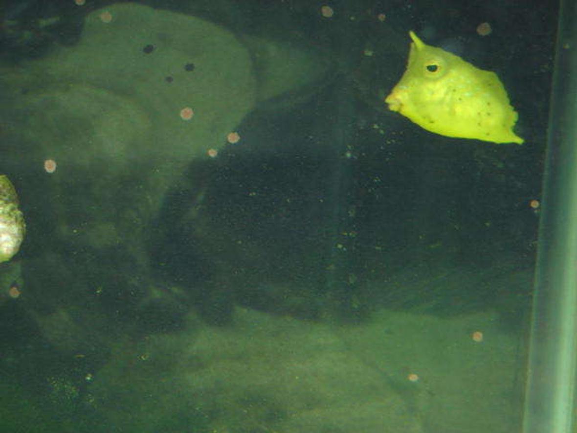 saltwater fish - lactoria cornuta - cowfish longhorn stocking in 120 gallons tank - long honrn