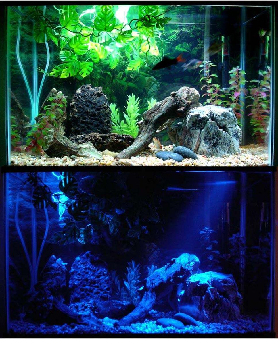 20 gallons freshwater fish tank (mostly fish and non-living decorations) - 20 Gallon tank with artificial plants and driftwood. 1 redtail shark, 2 tiger barbs, 1 albino tiger barb, 3 green tiger barbs, and 2 Gold Gouramis. Shown with daylights and moonlights on.