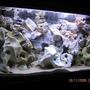100 gallons freshwater fish tank (mostly fish and non-living decorations) - 400 ltr mbuna malawi