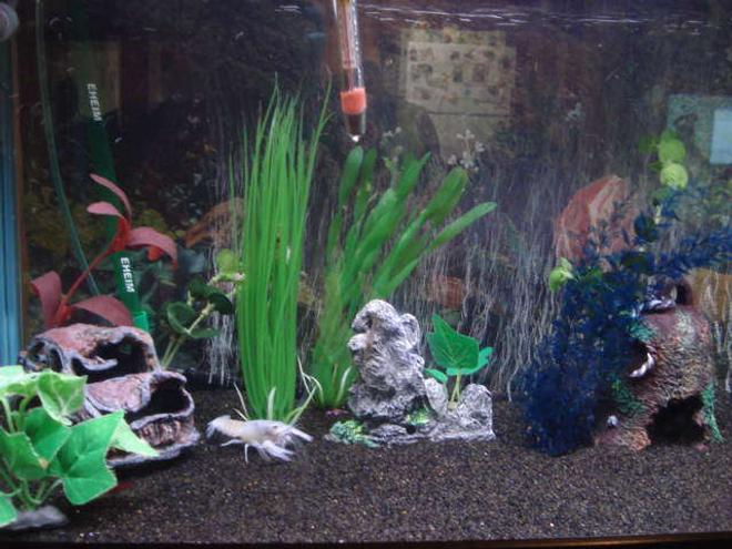 29 gallons freshwater fish tank (mostly fish and non-living decorations) - Freshwater community aquarium, blue cobalt lobster wondering in the bottom.