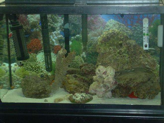 29 gallons saltwater fish tank (mostly fish, little/no live coral) - 29g blue hippo, flame angel,black percula,false percula, purple lobster, fire shrimp