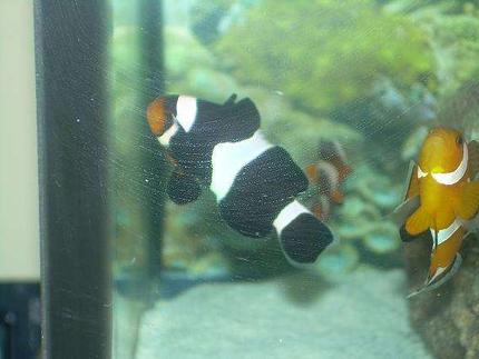 saltwater fish - amphiprion ocellaris var. - black & white ocellaris clownfish stocking in 29 gallons tank - Black percula