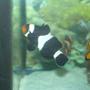 saltwater fish - amphiprion ocellaris var. - black & white ocellaris clownfish stocking in 29 gallons tank - Black percula