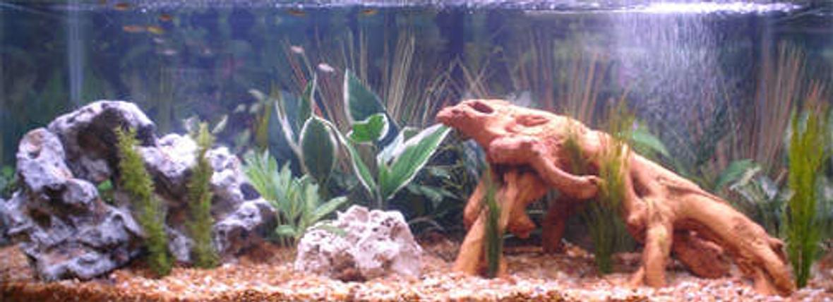 75 gallons freshwater fish tank (mostly fish and non-living decorations) - 48x18x20, All-Glass(c) Aquarium; Aqua-Clear 500 Filter; Stealth Heater; 75 lbs. River Rock; 1 Lime Stone Rock; 6 zebra danio; 6 rasbors scissortail; 6 cherry barbs; 4 black phantom tetra; 1 bronze cory; 1 agassizi cory planning to add 6 neon tetra; 6 glowlight tetra; 4 gold barb; 1 dwarf gourami once tank has cycled.