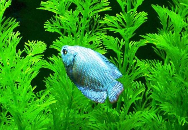 freshwater fish - colisa lalia - neon blue dwarf gourami stocking in 29 gallons tank - Powder Blue Gourami