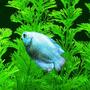 freshwater fish - colisa lalia - neon blue dwarf gourami stocking in 29 gallons tank - Powder Blue Gourami