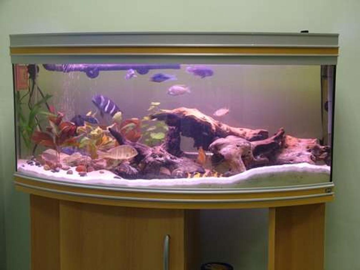 50 gallons freshwater fish tank (mostly fish and non-living decorations) - Mixed Cichlid Tank