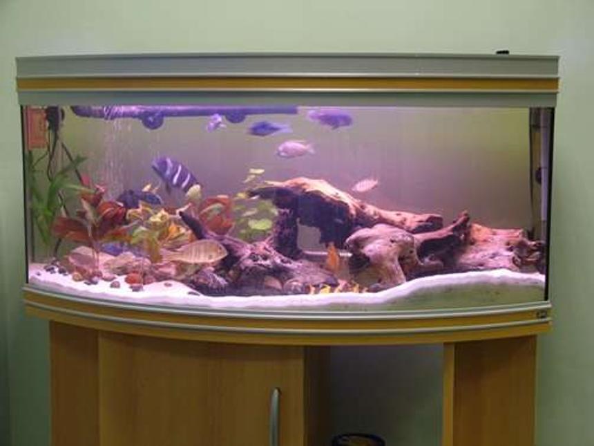 Rated #91: 50 Gallons Freshwater Fish Tank - Mixed Cichlid Tank