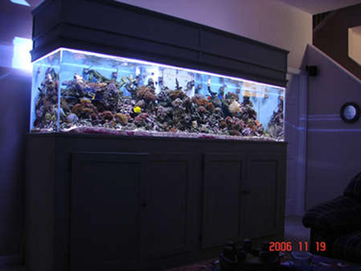 90 gallons reef tank (mostly live coral and fish) - another pic but updated what a difference