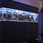 90 gallons reef tank (mostly live coral and fish) - another pic but updated what a difference