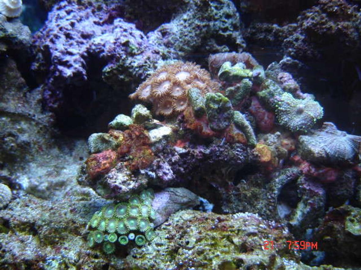 corals inverts - zoanthus sp. - colony polyp stocking in 38 gallons tank - 38 Gallon Reef close up