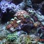 corals inverts - zoanthus sp. - colony polyp stocking in 38 gallons tank - 38 Gallon Reef close up