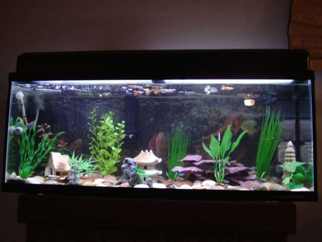 29 gallons freshwater fish tank (mostly fish and non-living decorations) - Freshwater community tank with Japan underwater theme
