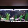 29 gallons freshwater fish tank (mostly fish and non-living decorations) - Freshwater community tank with Japan underwater theme