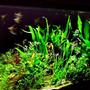 64 gallons planted tank (mostly live plants and fish) - Closer view of plants