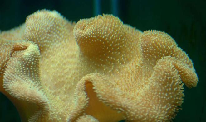 corals inverts - sarcophyton elegans - yellow fiji leather coral stocking in 32 gallons tank - Yellow Toadstool Leather Coral