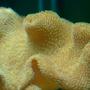 corals inverts - sarcophyton elegans - yellow fiji leather coral stocking in 32 gallons tank - Yellow Toadstool Leather Coral