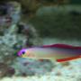 saltwater fish - nemateleotris decora - firefish, purple stocking in 32 gallons tank - Purple Firefish (Nemateleotris decora)