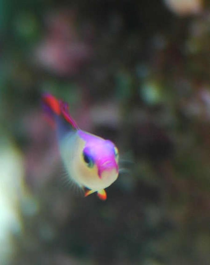 saltwater fish - nemateleotris decora - firefish, purple stocking in 32 gallons tank - Purple Firefish (Nemateleotris decora) - Head On...
