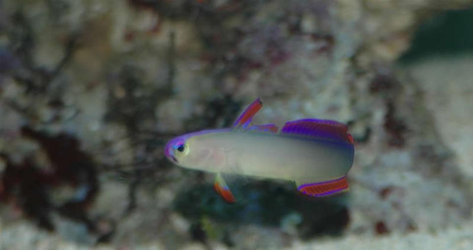 saltwater fish - nemateleotris decora - firefish, purple stocking in 32 gallons tank - Purple Firefish (Nemateleotris decora) - "I'm Outta here"
