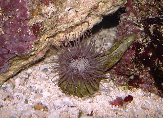 corals inverts - cerianthus membranacea - tube anemone stocking in 32 gallons tank - Tube Anemone