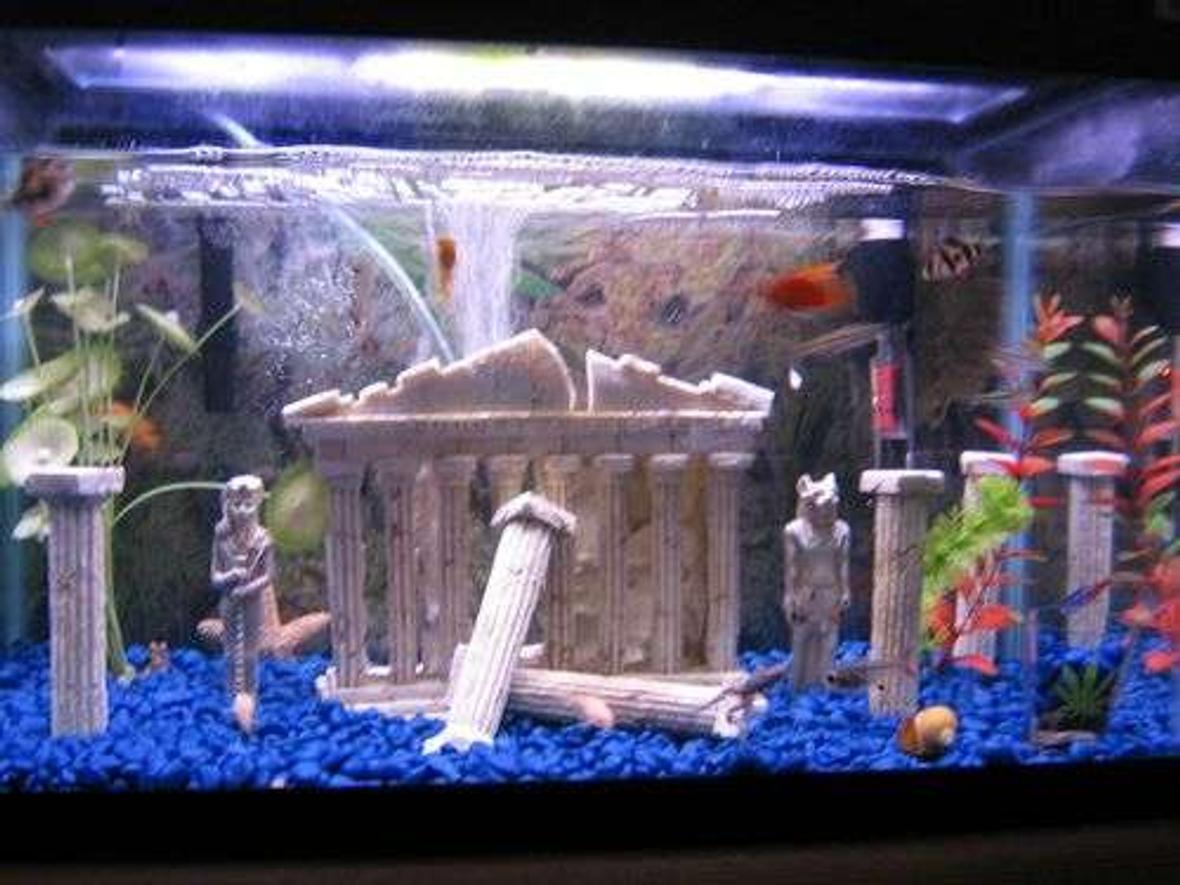 10 gallons freshwater fish tank (mostly fish and non-living decorations) - HOT tank