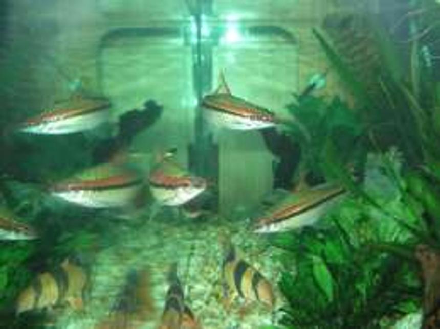 Rated #2354: Freshwater Fish - Barbus Denisonii - Denison Barb Stocking In 25 Gallons Tank - torpedos