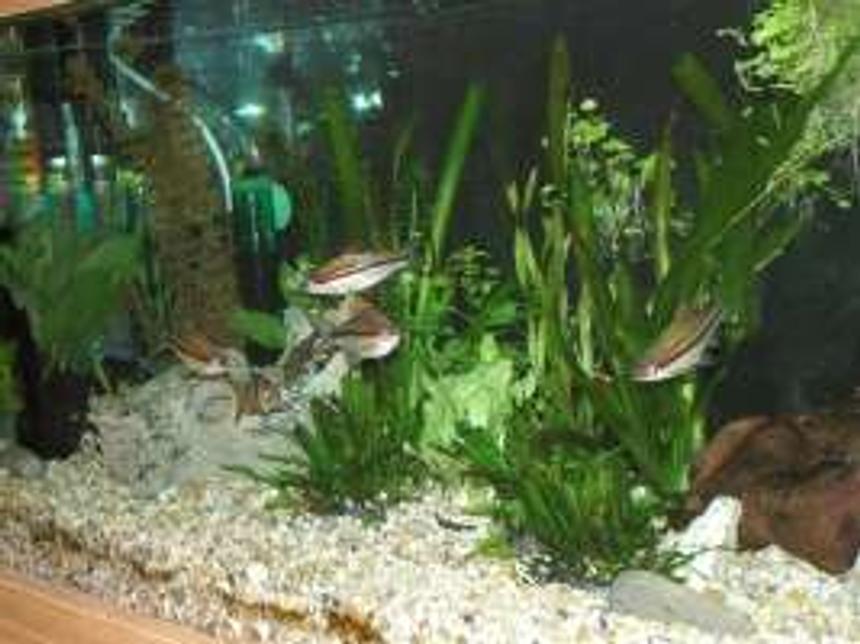 Rated #163: 25 Gallons Planted Tank - happy torpedos!!