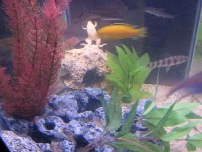 freshwater fish - pseudotropheus estherae - red zebra cichlid stocking in 35 gallons tank - FROG