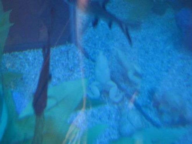 corals inverts stocking in 35 gallons tank - ?