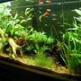 55 gallons planted tank (mostly live plants and fish) - 55 gal, 1 month old