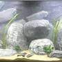 65 gallons freshwater fish tank (mostly fish and non-living decorations) - Tanganyika, hollow rocks DIY... made from cement en epoxyresin.