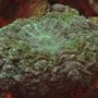 corals inverts - scolymia wellsi - artichoke coral stocking in 110 gallons tank - Artichoke Coral