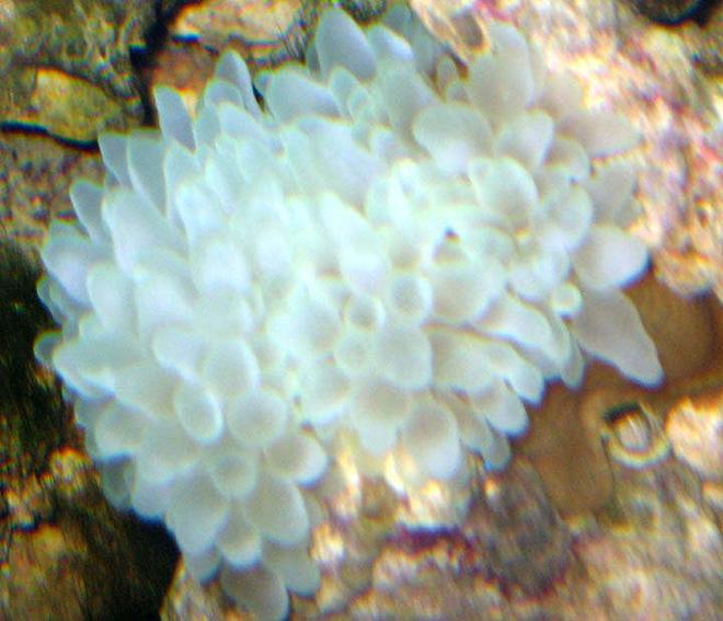 corals inverts - entacmaea quadricolor - bulb anemone stocking in 110 gallons tank - Bubble Anemone