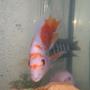 freshwater fish - amphilophus labiatus - red devil stocking in 29 gallons tank - red n white devil