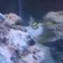freshwater fish - tetraodon biocellatus - figure 8 puffer stocking in 44 gallons tank - spotted puffer...orig fresh water
