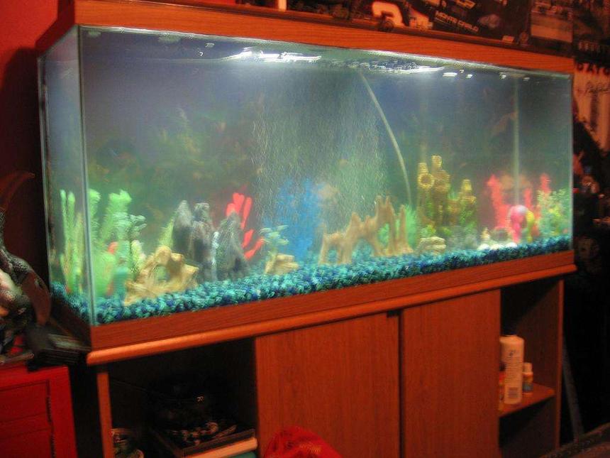 Rated #429: 55 Gallons Freshwater Fish Tank - my 55g  tank for the time being