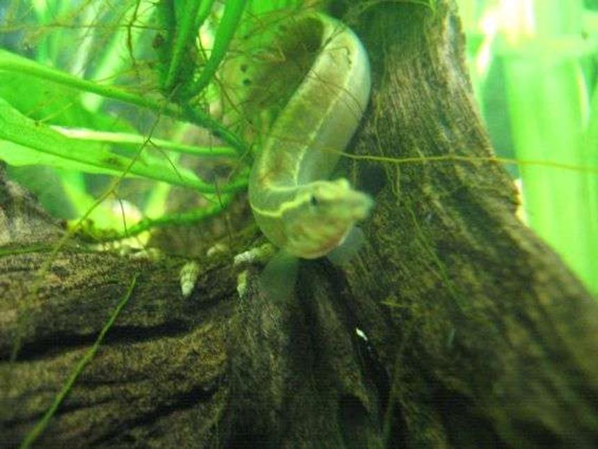 Rated #103: Freshwater Fish - Mastacembelus Erythrotaenia - Fire Eel Stocking In 40 Gallons Tank - the peacock spiny eel called steve, named after steve irwins death