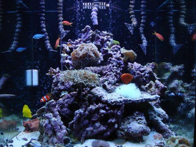 120 gallons reef tank (mostly live coral and fish) - front