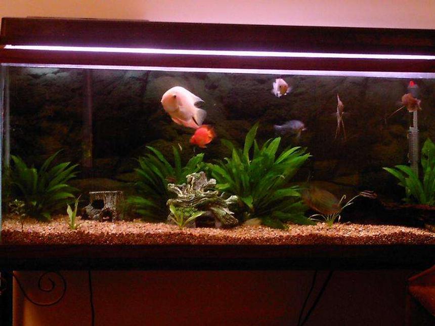 Rated #146: 55 Gallons Planted Tank - This is my 55 gallon South American Cichlid tank . Please excuse this picture I will be posting a new picture within a day or so of my somewhat updated tank :)