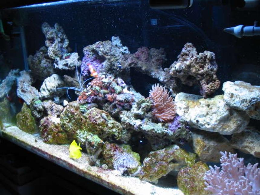 Rated #88: 38 Gallons Reef Tank - Full tank veiw