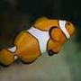 saltwater fish - amphiprion percula - true percula clownfish stocking in 600 gallons tank - one of my clowns