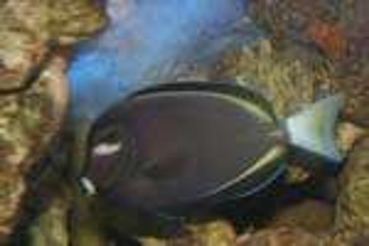 saltwater fish - acanthurus nigricans - whitecheek tang stocking in 600 gallons tank - gold rim tang