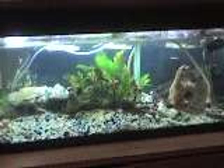 Rated #393: Freshwater Fish Tank - t