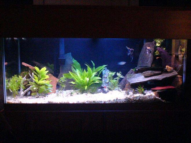 75 gallons planted tank (mostly live plants and fish) - 75 gallon