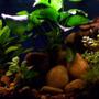 80 gallons freshwater fish tank (mostly fish and non-living decorations) - Fresh Water Setup