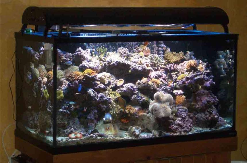 Rated #51: 160 Gallons Reef Tank - Tank as of 11/29/06
Front angle View