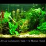 20 gallons planted tank (mostly live plants and fish) - Tank16x24x12 20 US gals Filtration Whisper 20 with Fuval cermaic media Lighting Jebo 2x 55watt standerd blubs giving me 5.5wpg CO2 Nurifin CO2 unit, water, yeast, sugar mix giving me about 1 bubble per min Substrate small gravel about 3" deep Fertilisation plant food tabs (near bigger plants) about 1 time per month, Flurish twice a week Water chemistry pH 7.0, Nitrite 0, Nitrate 15, temperature 75 degrees MaintenanceI do a water change once every 2 weeks of about 25%, at that time I will vac the gravel, I rinse the filter media off in the removed water Fish 6 x Black Neon Tetras, 5 x Blue Neon Tetras, 6 x Black Skirt Tetras, 2 x Rubber nose Plecos, 6 x Ghost Shrimp Plants 3xLudwigia glandulosa, 3xHygrophila difformis, 5xMyriophyllum , 10xMicrosorium pteroptus, ~xVesicularia dubyana, 3xAlternanthera reineckii Decor Large piece of bogwood, African black root (the Java log)